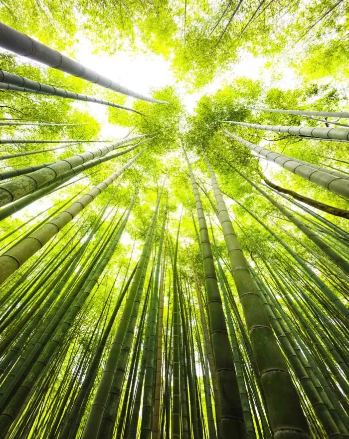 Foresta di bamboo verde